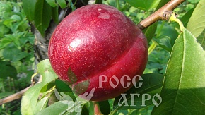 Саженцы персика Крымчанин (сорт нектаринов) Интернет магазин ross-agro.ru