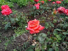 Роза чайно гибридная Импульс Интернет магазин ross-agro.ru