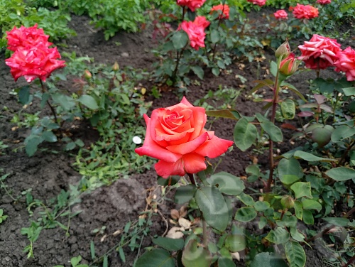 Роза чайно гибридная Импульс Интернет магазин ross-agro.ru