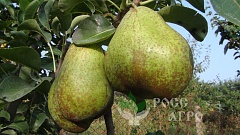 Саженцы Груши колонновидной Сапфира