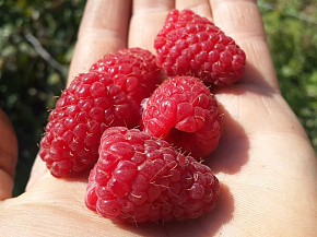 Малина Геракл ремонтантная Интернет магазин ross-agro.ru