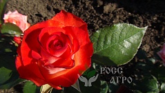 Роза чайно гибридная Фестивальная
