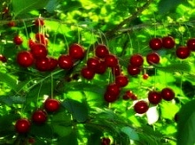 Саженцы вишни Подбельская Интернет магазин ross-agro.ru