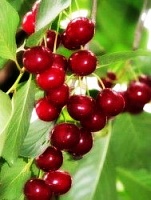 Саженцы вишни Мелитопольская десертная