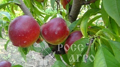 Саженцы персика Рубиновый-4 (сорт нектаринов)