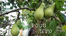 Саженцы груши Бере Боск Интернет магазин ross-agro.ru
