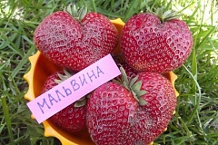 Клубника Мальвина