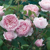 Роза Olivia rose (Оливия роуз) английская Austin Интернет магазин ross-agro.ru