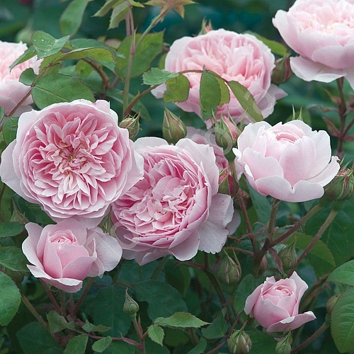 Роза Olivia rose (Оливия роуз) английская Austin Интернет магазин ross-agro.ru