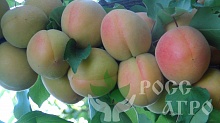 Саженцы абрикоса Фармингдейл Интернет магазин ross-agro.ru