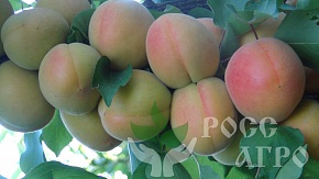 Саженцы абрикоса Фармингдейл Интернет магазин ross-agro.ru