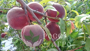 Саженцы персика Коллинз Интернет магазин ross-agro.ru