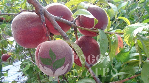 Саженцы персика Коллинз Интернет магазин ross-agro.ru