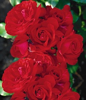 Вьющаяся роза Бриллиант Интернет магазин ross-agro.ru