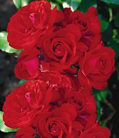 Вьющаяся роза Бриллиант