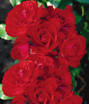 Вьющаяся роза Бриллиант Интернет магазин ross-agro.ru