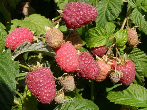 Малина Дельбар Монифик    Интернет магазин ross-agro.ru