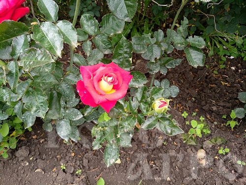 Роза чайно-гибридная Френдшип (Friendship) Интернет магазин ross-agro.ru