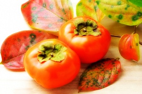 Саженцы хурмы Никитская Бордовая Интернет магазин ross-agro.ru