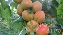 Саженцы абрикоса колоновидного Звездный Интернет магазин ross-agro.ru