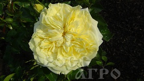 Роза английская The Pilgrim (Зе Пилгрим) Интернет магазин ross-agro.ru