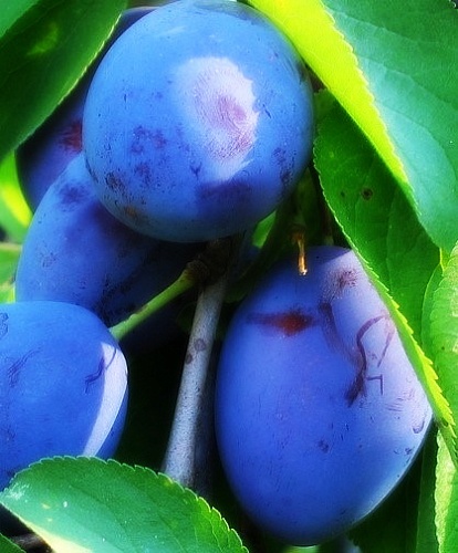 Саженцы сливы Блюфри Интернет магазин ross-agro.ru