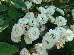 Роза спрей белая