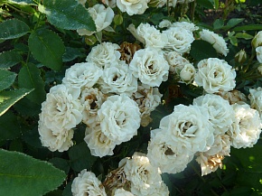 Роза спрей белая Интернет магазин ross-agro.ru