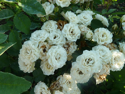 Роза спрей белая Интернет магазин ross-agro.ru Роза спрей белая Интернет магазин ross-agro.ru