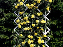 Роза вьющаяся желтая Интернет магазин ross-agro.ru