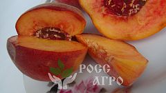 Саженцы персика Крымский фейерверк