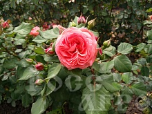 Роза английская Инглиш гарден Интернет магазин ross-agro.ru