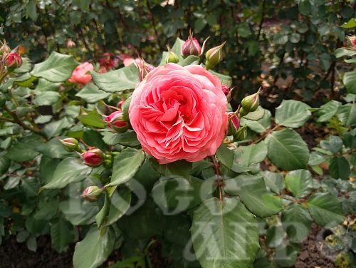 Роза английская Инглиш гарден Интернет магазин ross-agro.ru