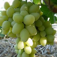Саженцы столового винограда Сеянец Продюсера
