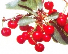 Саженцы вишни Шалунья Интернет магазин ross-agro.ru