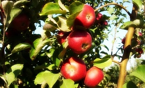 Саженцы яблони Джонагольд Декоста Интернет магазин ross-agro.ru