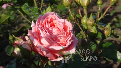 Роза вьющаяся персиковая Интернет магазин ross-agro.ru