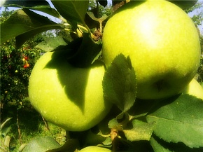 Саженцы яблони Гренни Смит Интернет магазин ross-agro.ru