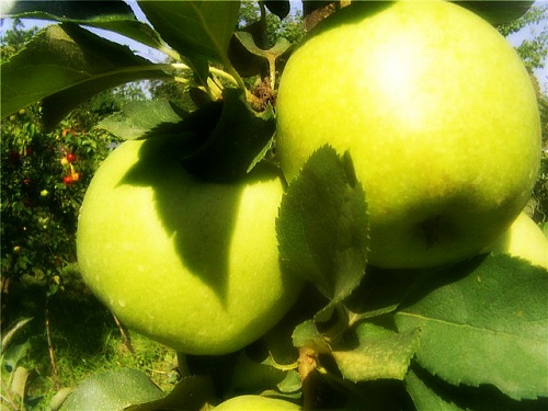 Саженцы яблони Гренни Смит Интернет магазин ross-agro.ru