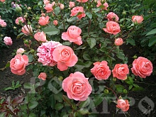 Роза шраб Колетт Colette Интернет магазин ross-agro.ru