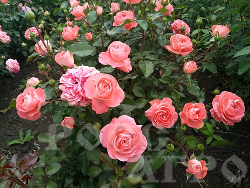 Роза шраб Колетт Colette Интернет магазин ross-agro.ru