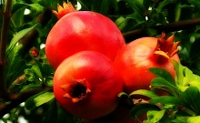 Саженцы граната Восточный Интернет магазин ross-agro.ru