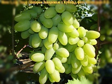 Саженцы винограда Эльф Интернет магазин ross-agro.ru