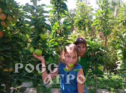 Саженцы яблони колонновидной Президент Интернет магазин ross-agro.ru