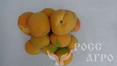 саженец абрикоса Крымский Амур