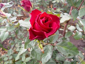 Роза чайно гибридная Эксплорер Интернет магазин ross-agro.ru