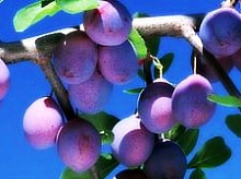 Саженцы сливы Ренклод Баве Интернет магазин ross-agro.ru