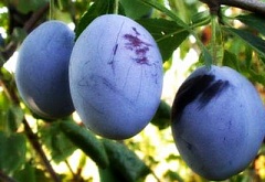 Саженцы сливы Ренклод Альтана