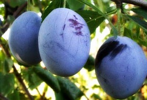 Саженцы сливы Ренклод Альтана Интернет магазин ross-agro.ru