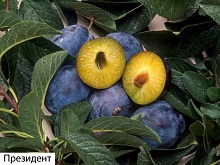 Саженцы сливы Президент Интернет магазин ross-agro.ru